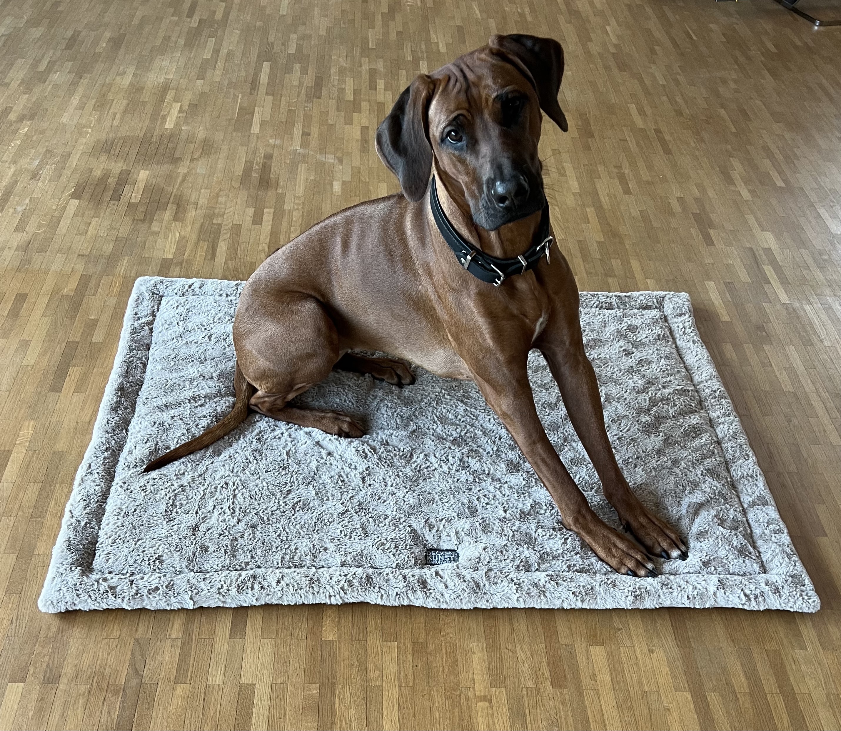 Pet- Hunde Decke Kaninchen beige * reduziert*